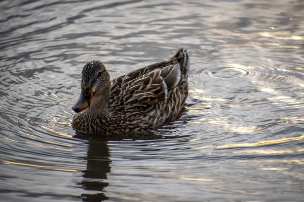 一只双头鸭在保护区湖边游来游去 — 图库照片