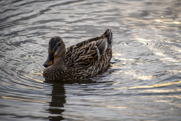 Dublande Anka Simmar Längs Sjön Reservatet Parken — Stockfoto