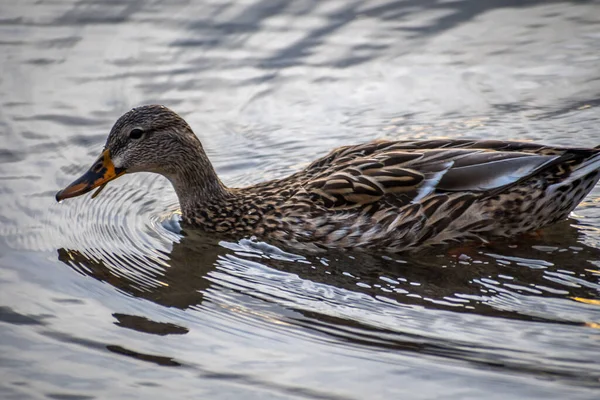 Dubling Kaczka Pływanie Wzdłuż Jeziora Parku Rezerwatu — Zdjęcie stockowe