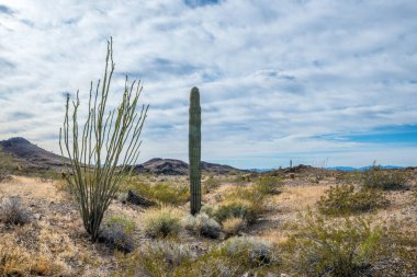 Quartzsite, Arizona boyunca uzun ince bir Saguaro Kaktüsü.