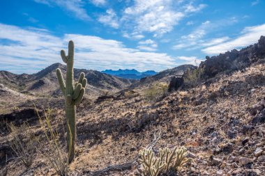 Quartzsite, Arizona boyunca uzun ince bir Saguaro Kaktüsü.