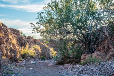 Arizona, Yuma 'da doğaya bakış açısı