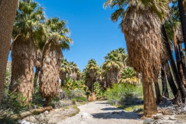 Palm Springs, Kaliforniya 'daki Pushawalla Palmiye Ağaçları