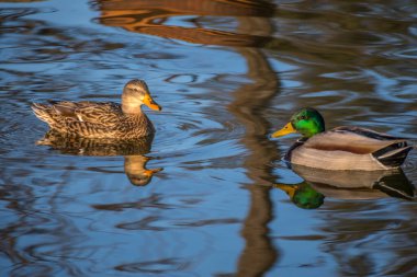 California Cabrillo NM 'de dalış yapan bir Mallard.
