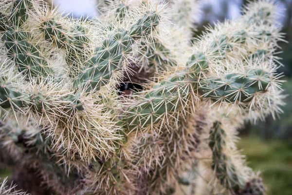 Ένα Jumping Cholla Στο Apache Junction Αριζόνα — Φωτογραφία Αρχείου