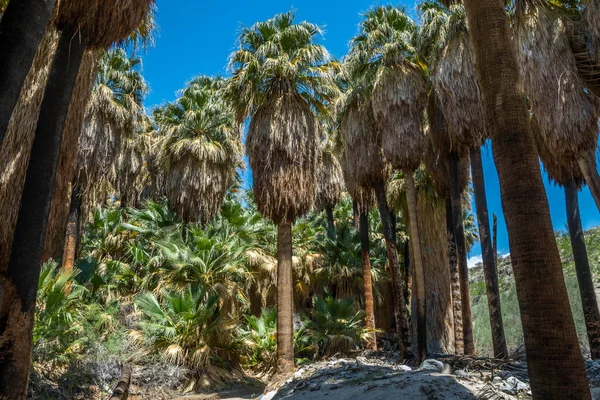 Palmy Pushawalla Palm Springs Kalifornia — Zdjęcie stockowe