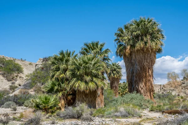 カリフォルニア州パームスプリングスのプシャワラヤシの木 — ストック写真