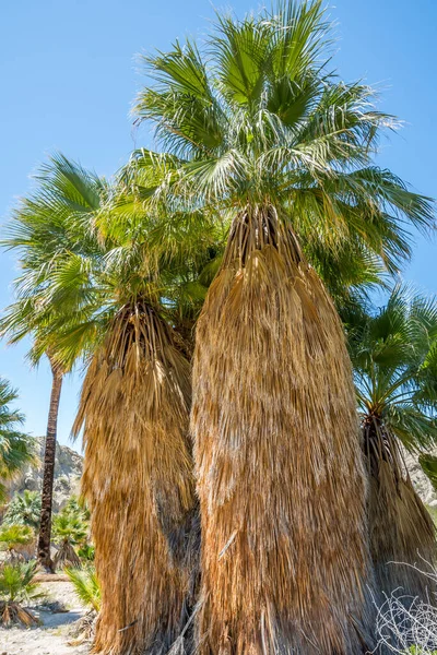Palm Springs Kaliforniya Daki Pushawalla Palmiye Ağaçları — Stok fotoğraf