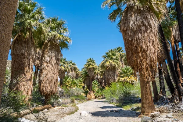 Palmy Pushawalla Palm Springs Kalifornia — Zdjęcie stockowe