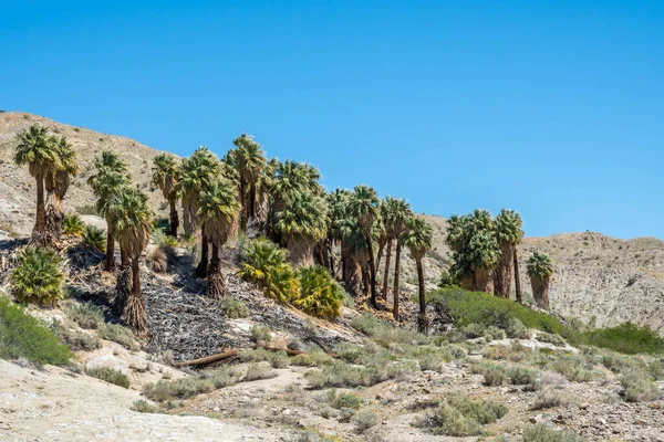 Pushawalla Palm Trees Στο Palm Springs Καλιφόρνια — Φωτογραφία Αρχείου