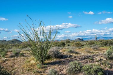 Kayıp Hollandalı SP, Arizona 'da doğa manzarası