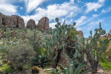 Boyce Thompson Botanik Bahçesi SP, Arizona 'da doğa manzarası