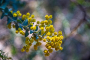 Boyce Thompson Botanik Bahçesi, Arizona 'da sarı kır çiçekleri.