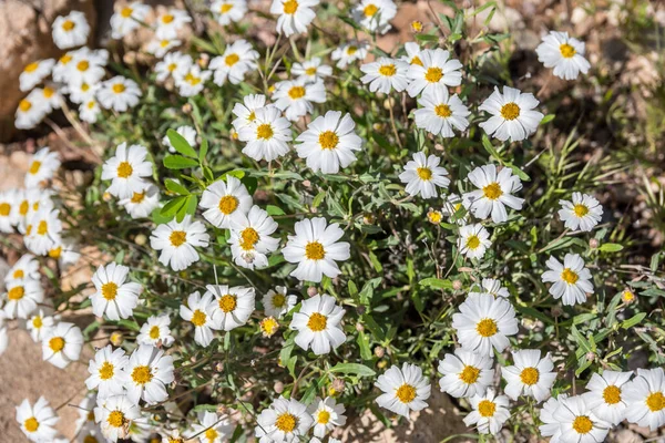 Белые Полевые Цветы Дендрарии Бойса Томпсона Аризона — стоковое фото