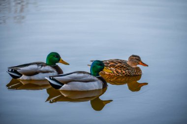 California, Menifee 'de yüzen bir grup Mallard.