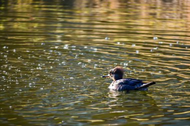 Kaliforniya, Menifee 'de kahverengi bir Merganser.