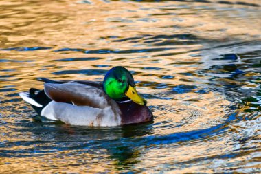 California, Menifee 'de büyük bir Mallard yüzüyor.