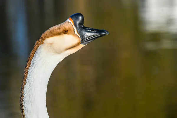 Brun Afrikansk Gås Menifee Kalifornien — Stockfoto