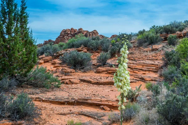 Kilátás Nyílik Természetre Snow Canyon Állami Parkban Utah — Stock Fotó