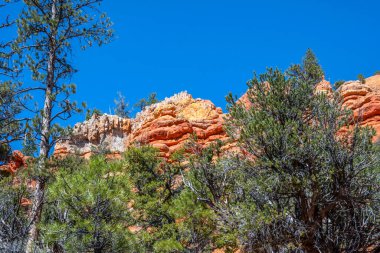 Utah 'taki Dixie Ulusal Ormanı' nın manzarası.