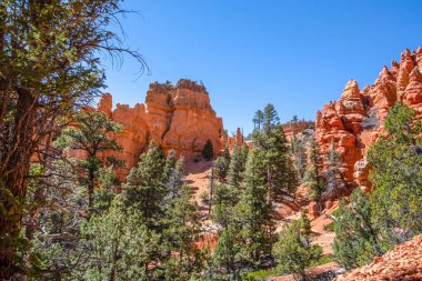 Utah 'taki Dixie Ulusal Ormanı' nın manzarası.