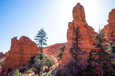 Utah 'taki Dixie Ulusal Ormanı' nın manzarası.
