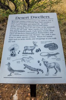 Kartchner Mağaraları SP, AZ, ABD - 9 Kasım 2019: Parktaki Çöl sakinleri