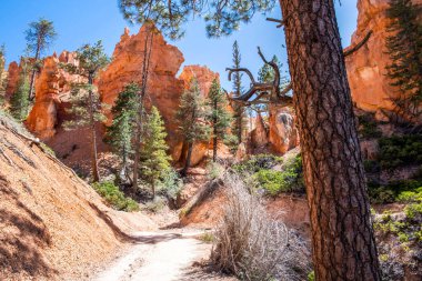 Bryce Canyon Ulusal Parkı, Utah 'ın muhteşem manzarası