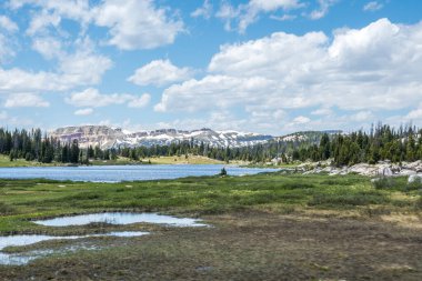 Custer Ulusal Ormanı, Montana 'da doğa manzarası