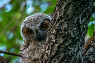 Mount Pleasant City, Utah yakınlarında Batı Cırtlak Baykuşu