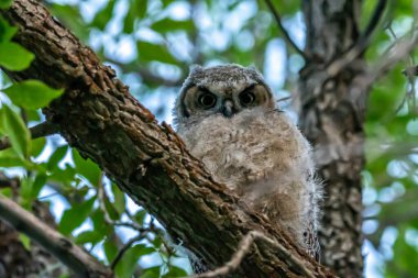 Mount Pleasant City, Utah yakınlarında Batı Cırtlak Baykuşu