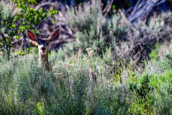 Mule Deer Mount Pleasant City Utah — Stock Photo, Image