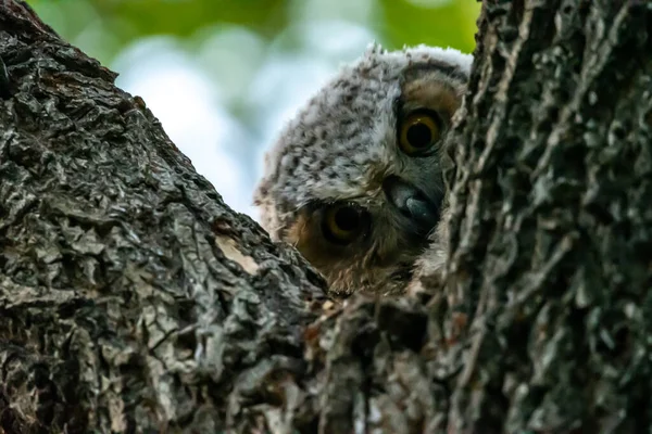 Western Screech Owl Pobliżu Mount Pleasant City Utah — Zdjęcie stockowe