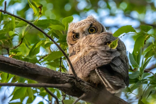 Western Screech Owl Der Nähe Von Mount Pleasant City Utah — Stockfoto