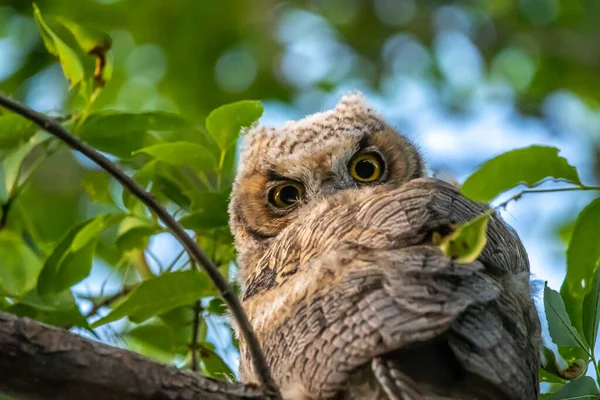 Western Screech Owl Pobliżu Mount Pleasant City Utah — Zdjęcie stockowe