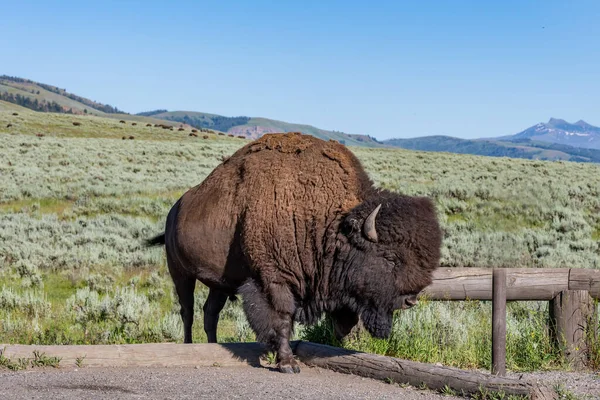Bisonte Americano Campo Del Parque Nacional Yellowstone Wyoming — Foto de Stock