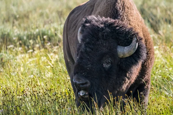 American Bison Nel Campo Del Parco Nazionale Yellowstone Wyoming — Foto Stock