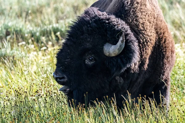 Amerikanische Bisons Yellowstone National Park Wyoming — Stockfoto
