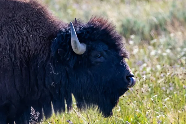 American Bison Nel Campo Del Parco Nazionale Yellowstone Wyoming — Foto Stock