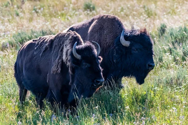 Bisonte Americano Campo Del Parque Nacional Yellowstone Wyoming — Foto de Stock