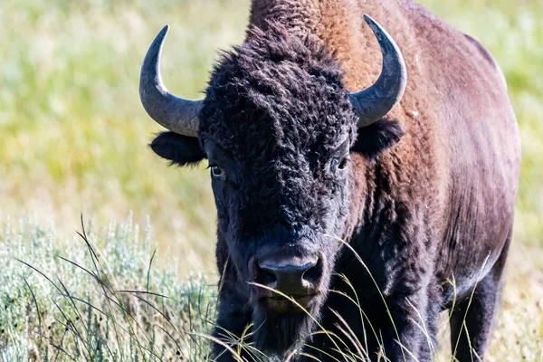 American Bison Στον Τομέα Του Yellowstone National Park Γουαϊόμινγκ — Φωτογραφία Αρχείου