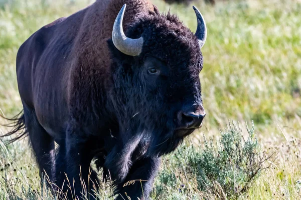 American Bison Στον Τομέα Του Yellowstone National Park Γουαϊόμινγκ — Φωτογραφία Αρχείου