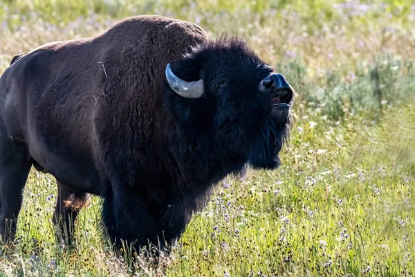 American Bison Στον Τομέα Του Yellowstone National Park Γουαϊόμινγκ — Φωτογραφία Αρχείου