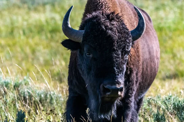 Amerikanische Bisons Yellowstone National Park Wyoming — Stockfoto