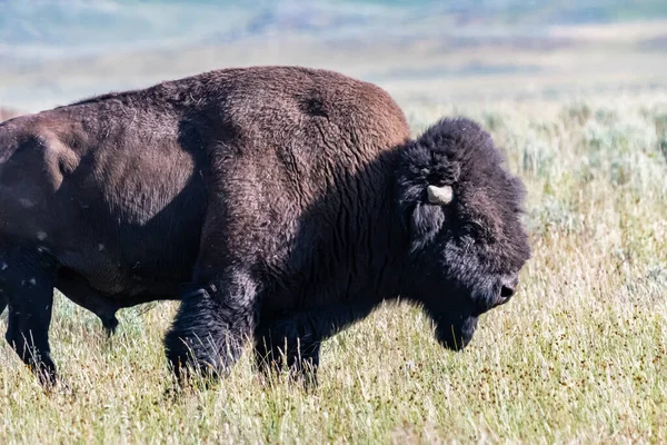 American Bison Στον Τομέα Του Yellowstone National Park Γουαϊόμινγκ — Φωτογραφία Αρχείου