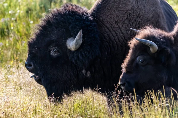 American Bison Στον Τομέα Του Yellowstone National Park Γουαϊόμινγκ — Φωτογραφία Αρχείου