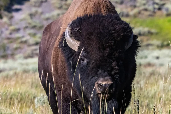 Amerikanische Bisons Yellowstone National Park Wyoming — Stockfoto