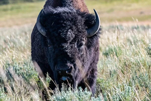 Bisonte Americano Campo Del Parque Nacional Yellowstone Wyoming — Foto de Stock