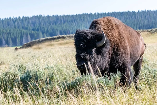 Bison Amérique Dans Parc National Yellowstone Wyoming — Photo