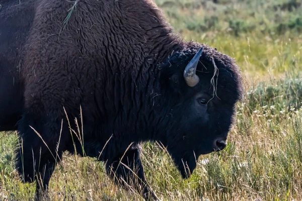 Bisonte Americano Campo Del Parque Nacional Yellowstone Wyoming — Foto de Stock